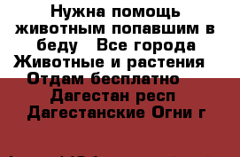 Нужна помощь животным попавшим в беду - Все города Животные и растения » Отдам бесплатно   . Дагестан респ.,Дагестанские Огни г.